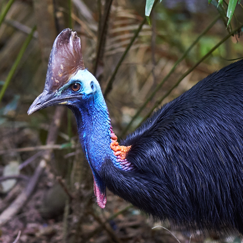 6000-Southern-Cassowary-3768