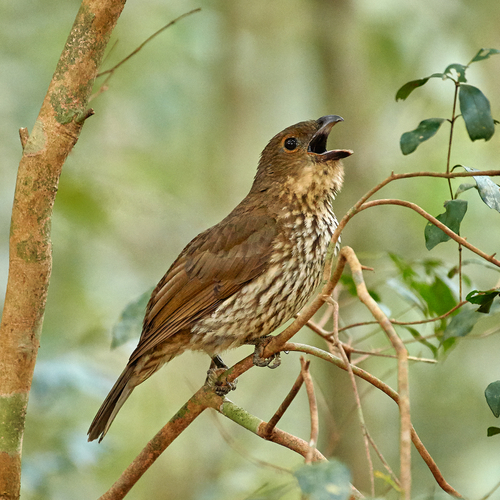 4594-tooth-billed-bowerbird-Malanda