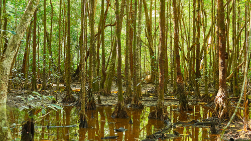 Boardwalk-Daintree-photography-workshop-sfw