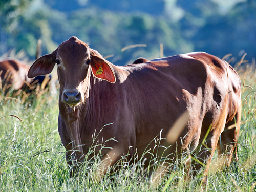 commercial-cattle-grazing-2