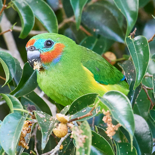 Double-eyed-fig-parrot-Malanda