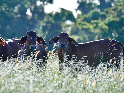 commercial-cattle-grazing