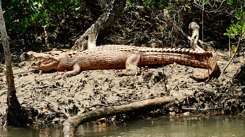 Croc-Cooper-Creek-Daintree-Photography-Workshop-sfw