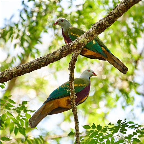 Wompoo-Fruit-Dove-Malanda