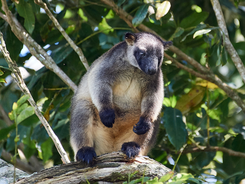 Lumholtz_s-Tree-Kangaroo-Malanda