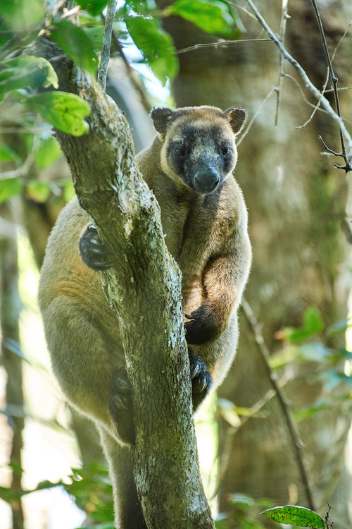Lumholtz_s-Tree-Kangaroo-Malanda-2