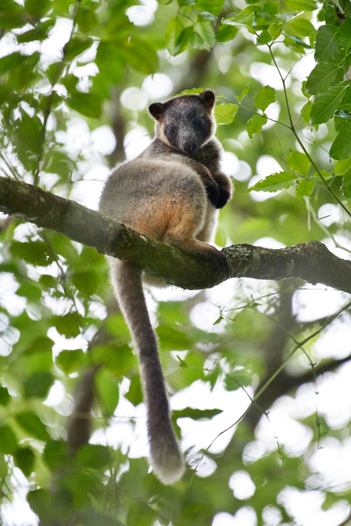 Lumholtz_s-Tree-Kangaroo-3