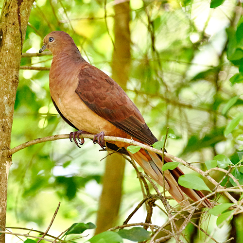 Brown--Cuckoo-Dove-Malanda