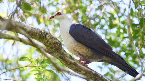 White-headed-pigeon-Malanda